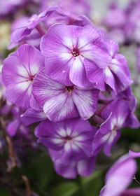 Phlox paniculata Top Shelf 'Purple Kiss'